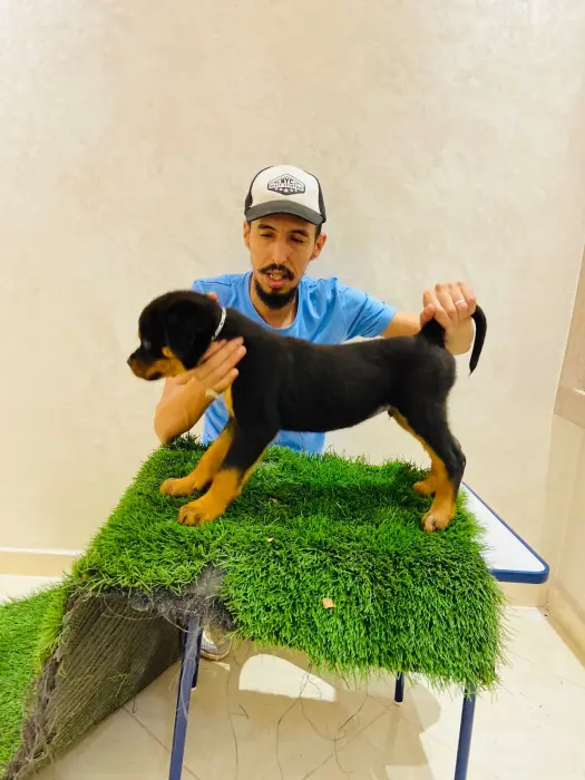 Chiots rottweiller pedigre