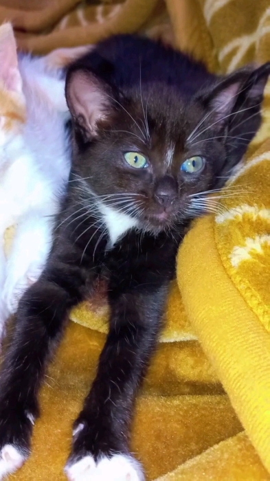 Châteaux pour adopter