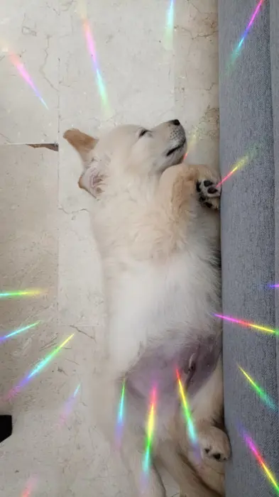 Golden Retriver Chiot Male