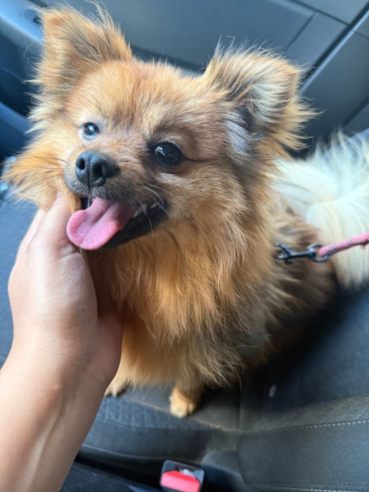 Spitz nain allemand mâle