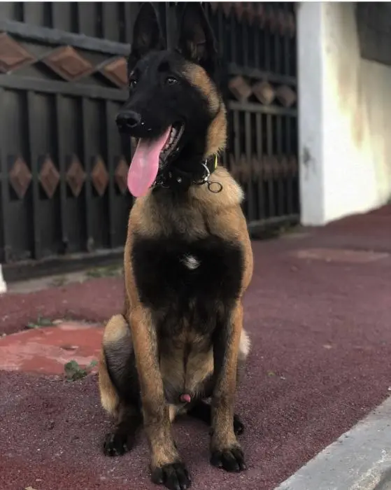 MALINOIS CHARBONÈ
