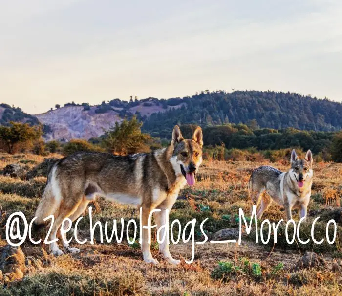 Chien loup tchécoslovaque