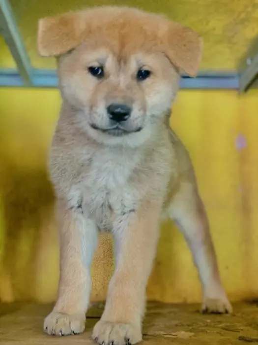 Akita inu