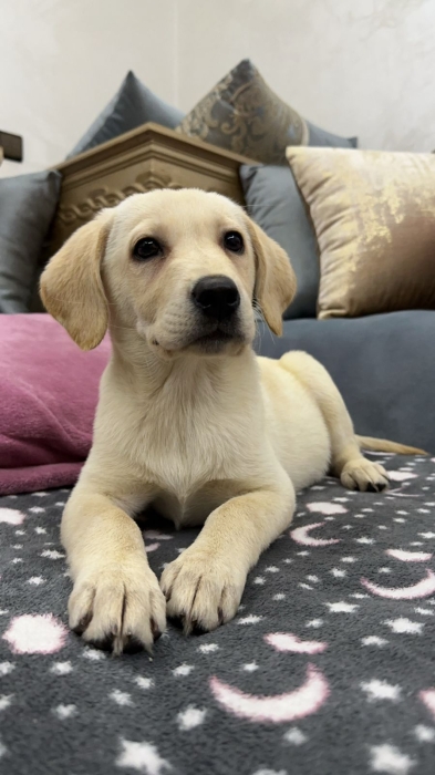 Labrador femelle 3 mois