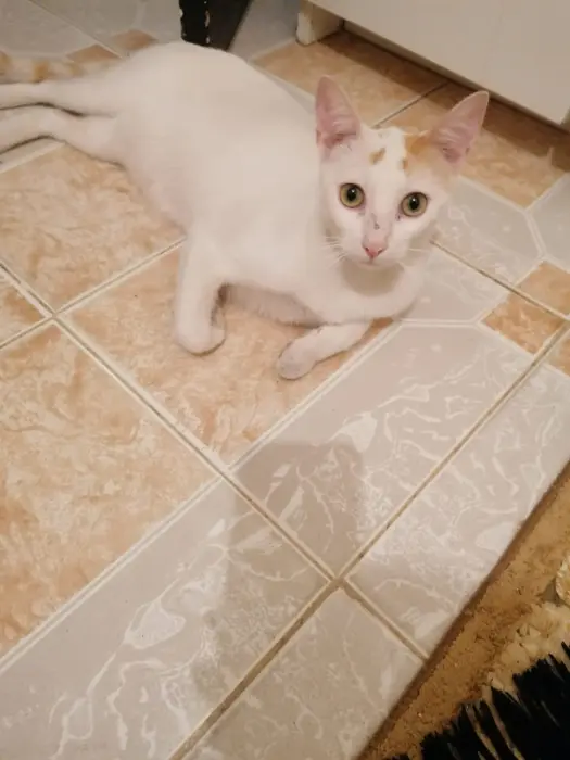 CHAT POUR ADOPTION GRATUITEMENT