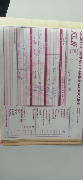 📢 Superbe Femelle Rottweiler, Pedigree confirmé