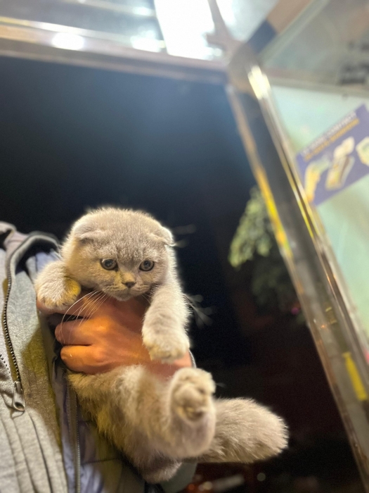 chaton de race SCOTTISH,