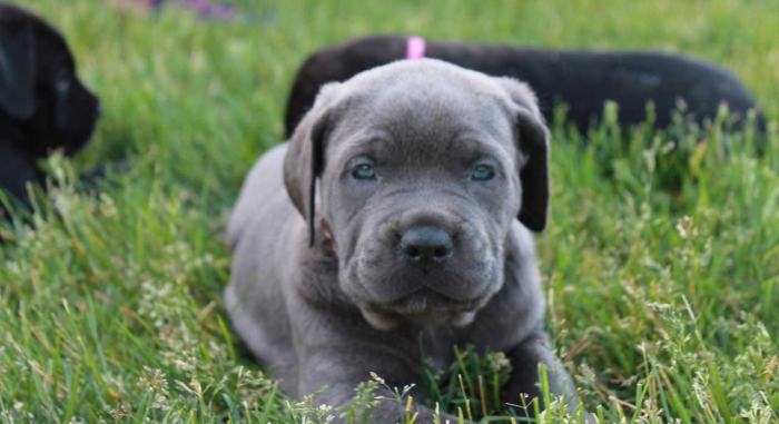 Cane Corso 🇮🇹