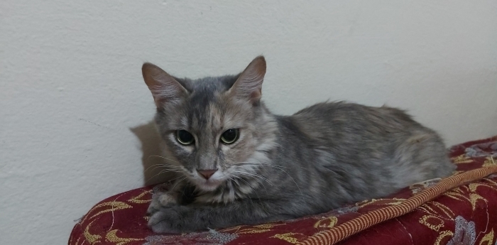 Chats parents à adopter