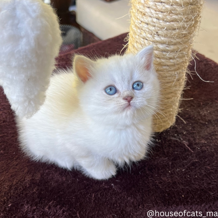 Scottish straight et fold