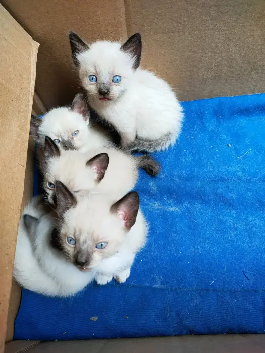 Adorables chatons