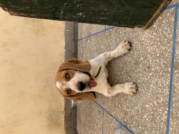 Male beagle
