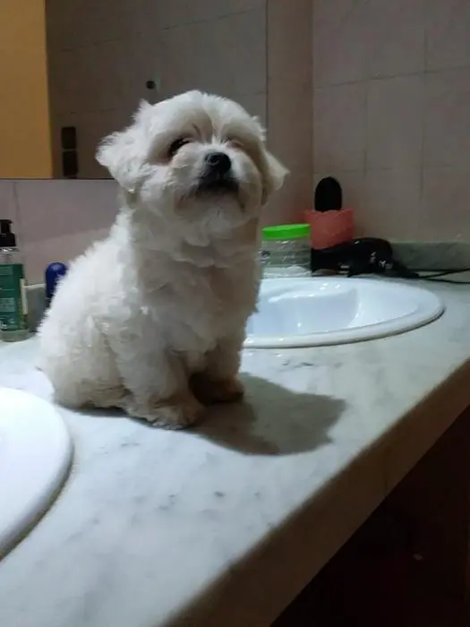 Bichon maltais mâle