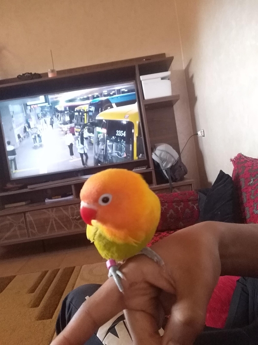 Inséparables bien dressé