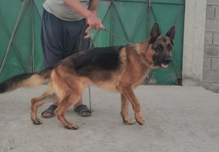 الراعي الألماني