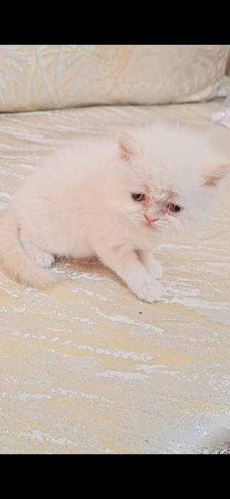 Chat persan himalaya