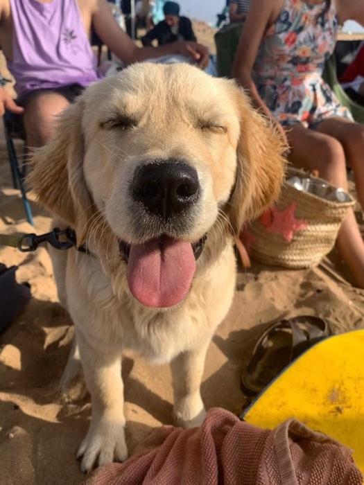 Golden retreiver
