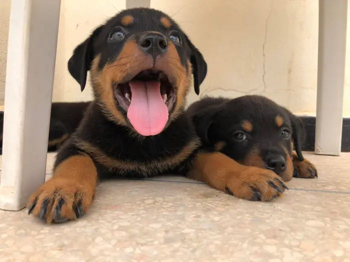 Chiot rotweiller a vendre