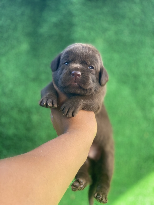 Labrador chocolat