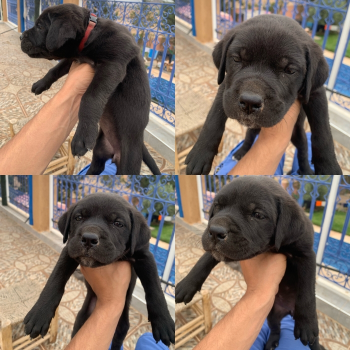 Chiots cane corso 45jours