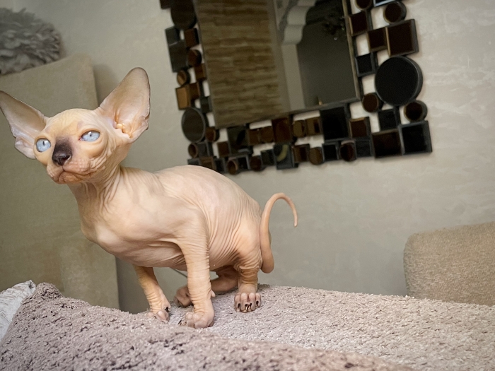 القط الفرعوني