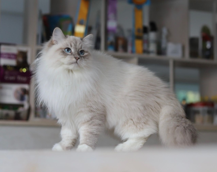 Vrais Sibériens avec Pedigree WCF parents russes