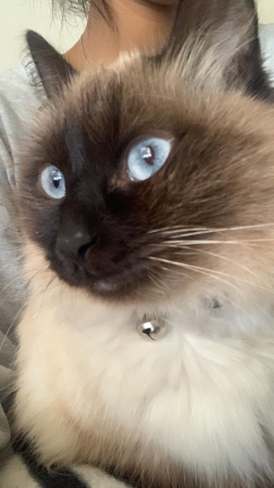 Chat siamois à vendre