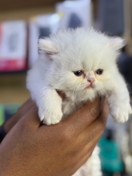 Chaton persan pure race