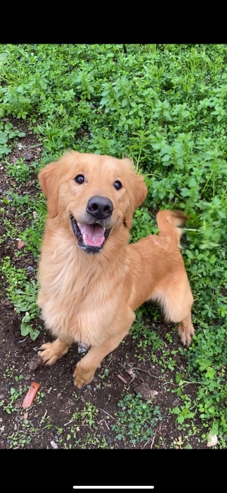 Très Belle femelle Golden Retriver très active 1 ans