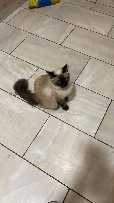 Himalayan Chat Blue yeux