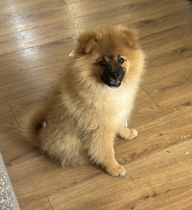 Sptiz cherche une nouvelle famille !