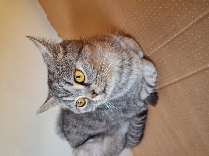 Female British shorthair