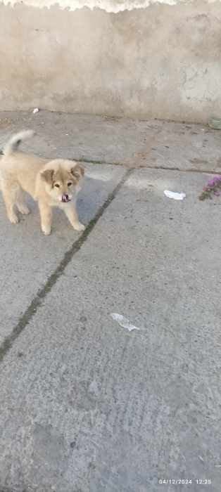 Chowchow chiot a vendre pour un bon prix