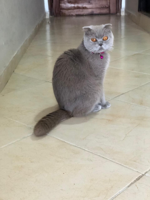 Scottish fold pur race
