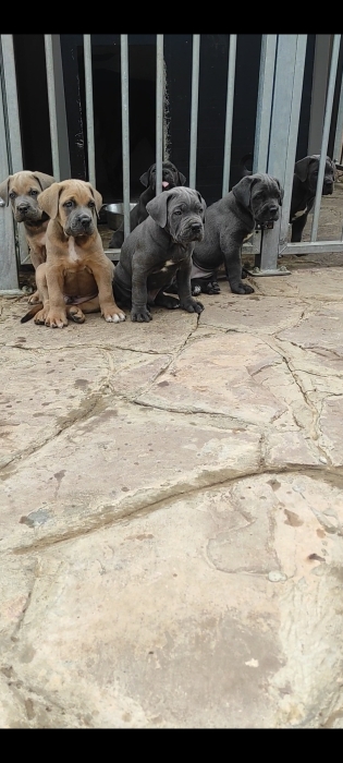 Cane corso