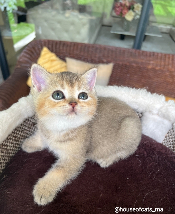 Chatons scottish straight