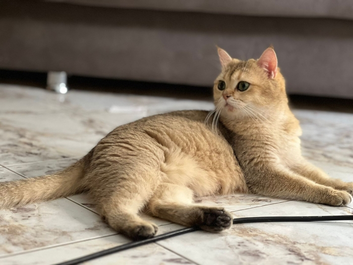 Scotish Straight golden