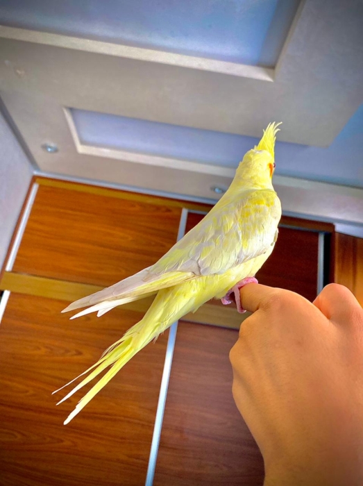 Calopsit mdrisi Casablanca