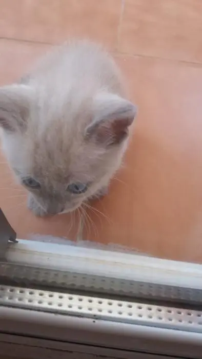 Vente chaton ragdoll