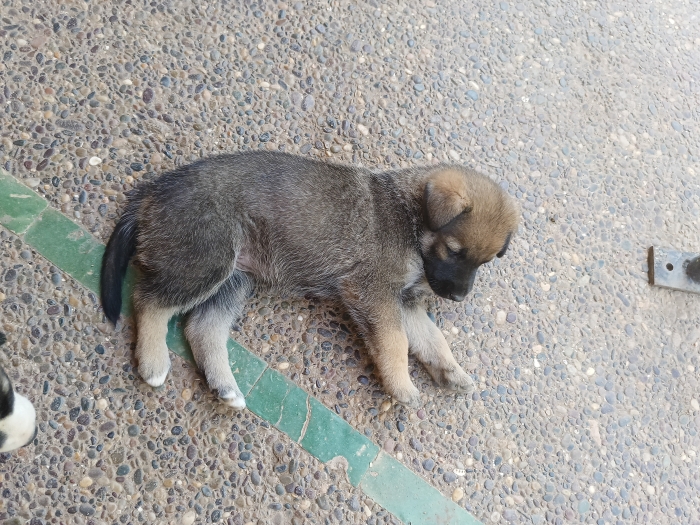 Berger femelle 2 mois