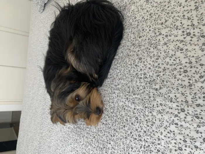 Yorkshire femelle a vendre