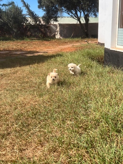 Bichon Havanais 🎊