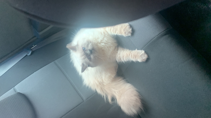 Himalayan persan / siamois sauvage