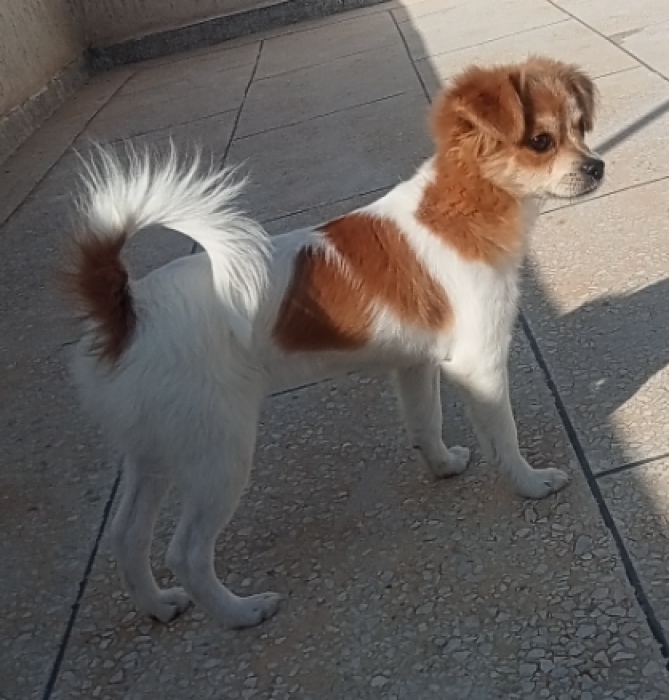 Une chienne papillon