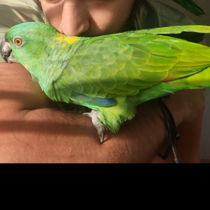 perroquet Amazon yellow nap