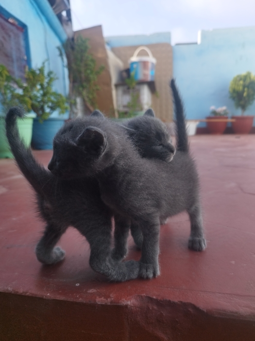 Origines du Bleu russe ou Russian Blue