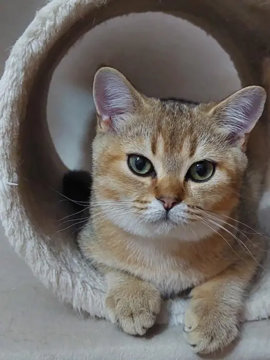 Scottish Straight à vendre