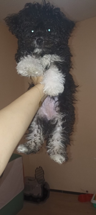 vente chiot havannais femelle pure race VACCINEE