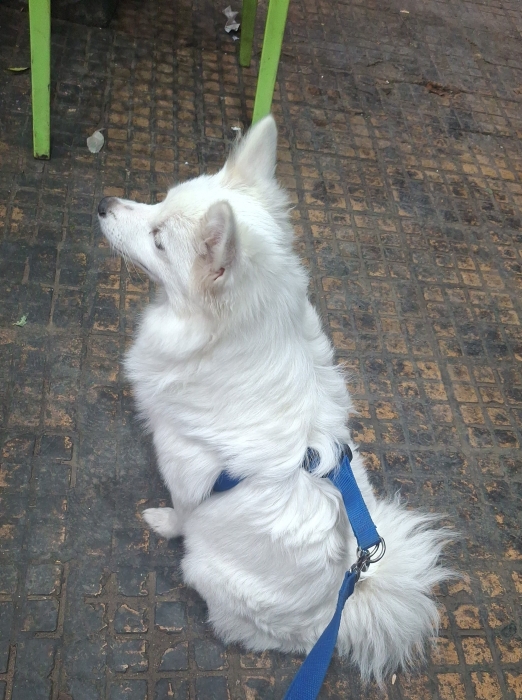 Femelle spitz japonais