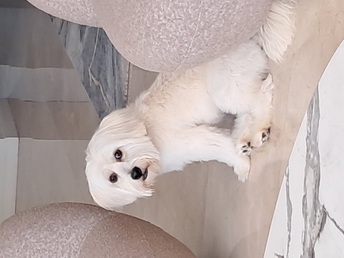 Accouplement Bichon mâle